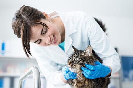 Atendimento no Hospital Veterinário Fratelli